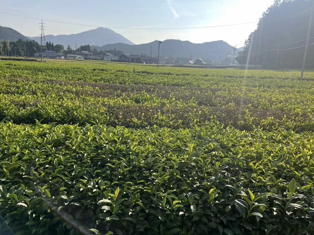 深蒸し茶の茶畑