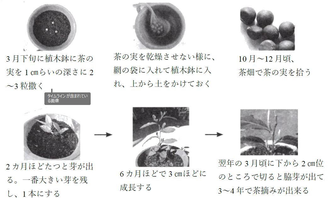 植木鉢でお茶を育てよう