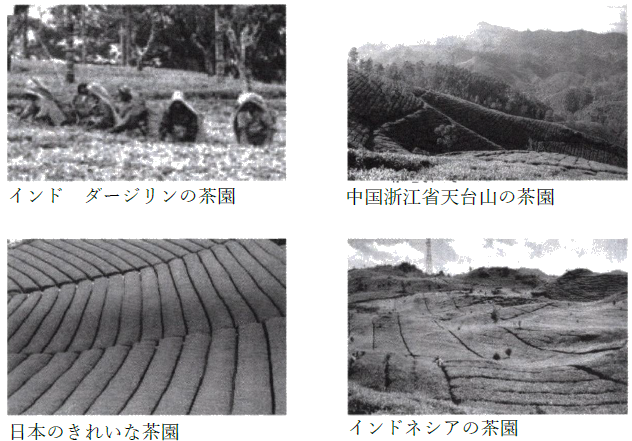 世界の茶園