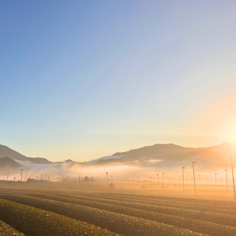 お得用 伊勢茶パウダー 500g（無糖）（6）