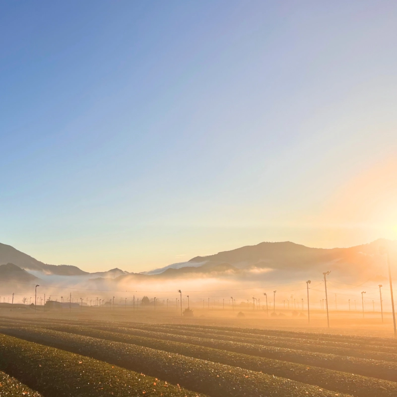 伊勢のほうじ茶 パウダー 80g（無糖）（5）