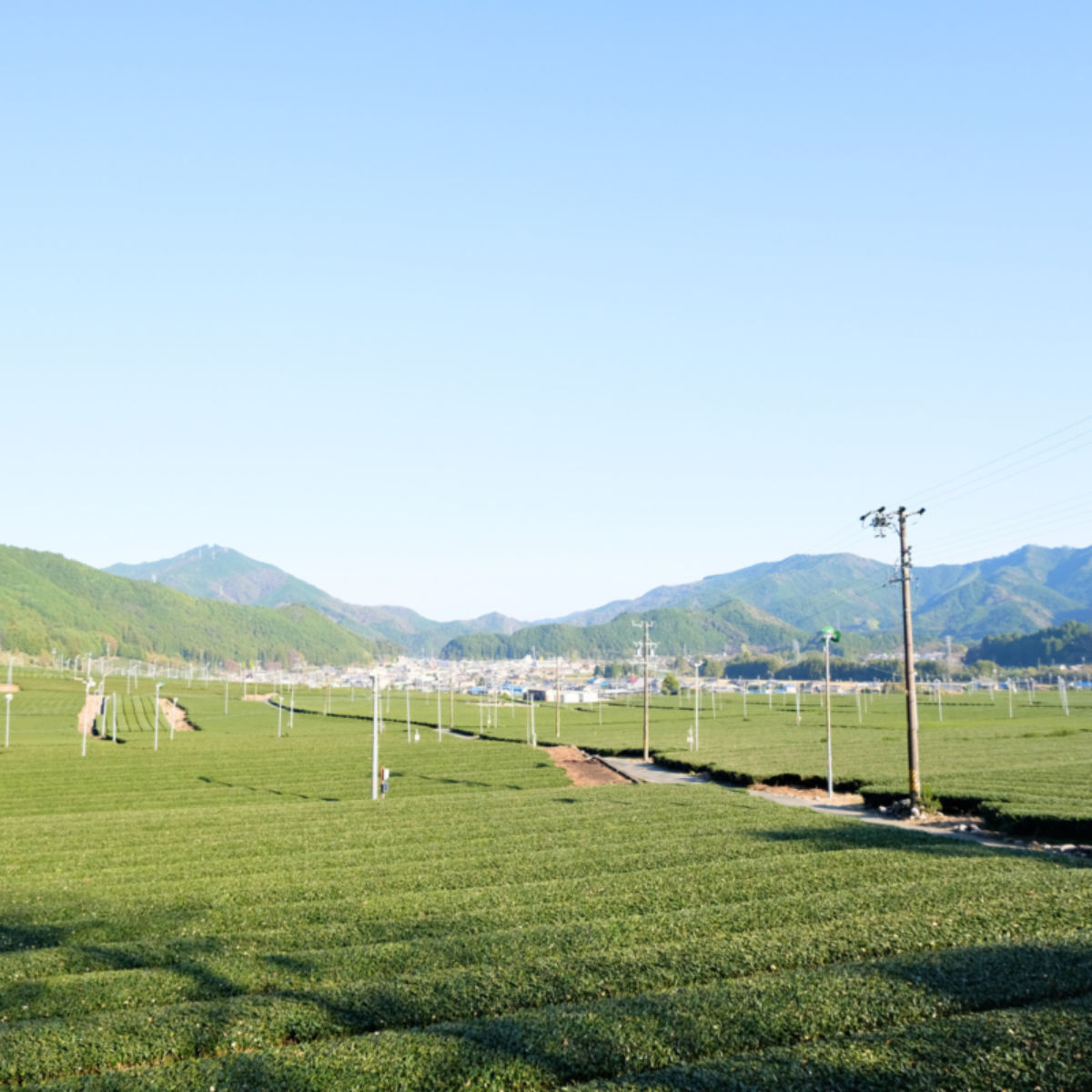 お得用 伊勢のほうじ茶 ティーバッグ 50個（3）