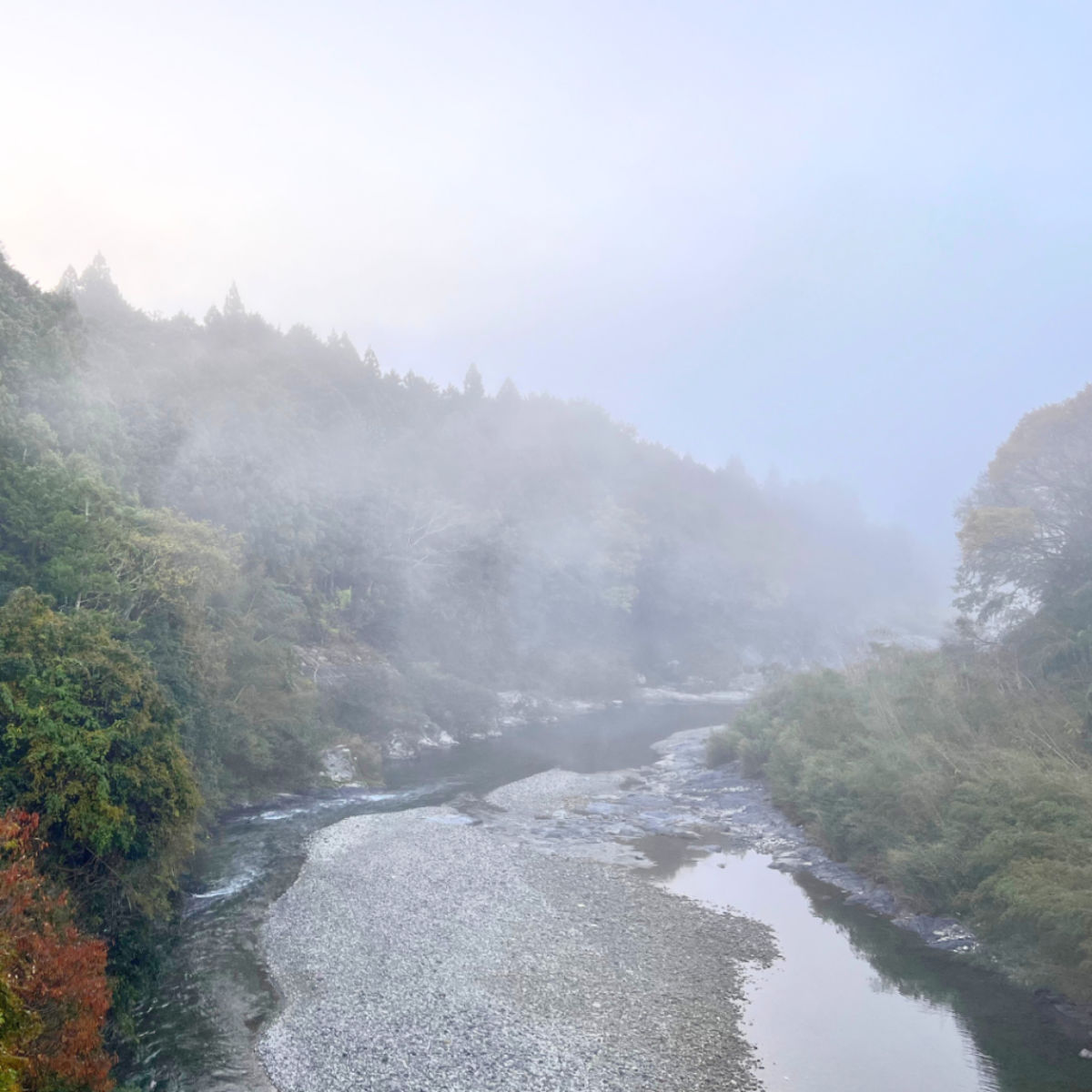 お得用 伊勢のほうじ茶 ティーバッグ 50個（6）